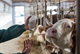 Tips on Properly Giving Cattle Injections
